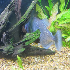 Amazonia - Unknown Species