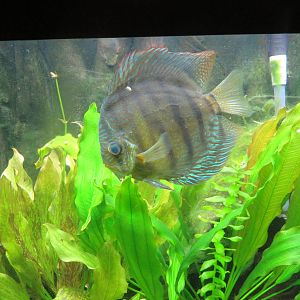 Amazonia - Unknown Species