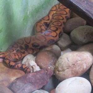 Amazonia - Brazilian Rainbow Boa