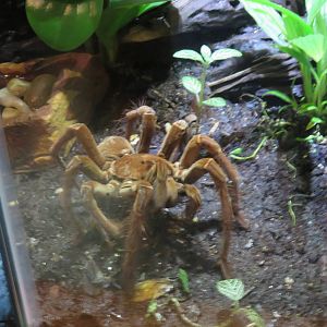 Amazonia - Goliath Bird Eating Tarantula