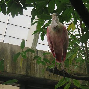 Amazonia - Roseate Spoonbill