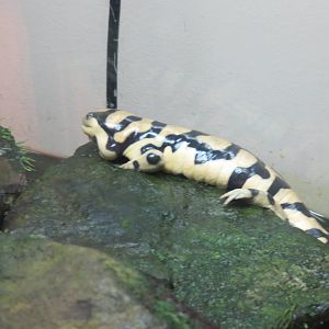 Amazonia - Tiger Salamander