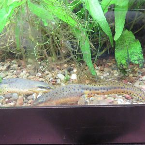 Amazonia - Eastern Red Spotted Newt