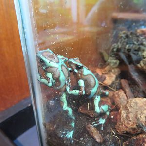 Amazonia - Green Poison Frog