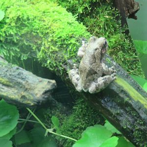 Amazonia - White Tree Frog