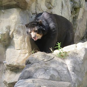 National Zoo - Andean Bear