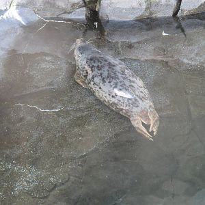 American Trail - Harbor Seal