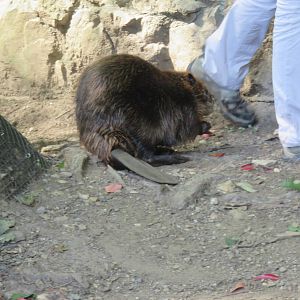 American Trail - American Beaver
