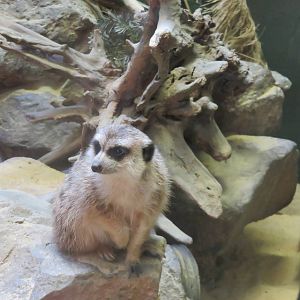 Small Mammal House - Meerkat