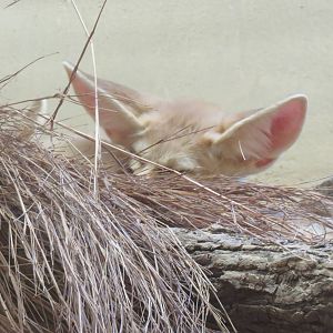 Small Mammal House - Fennec Fox {Part of the head and ears}