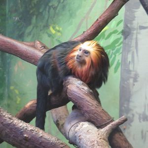 Small Mammal House - Golden Headed Lion Tamarin