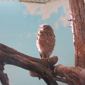 Small Mammal House - Burrowing Owl