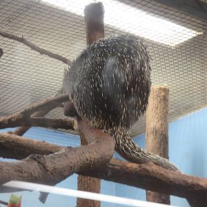 Small Mammal House - Prehensile Tailed Porcupine