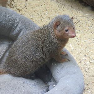 Small Mammal House - Dwarf Mongoose