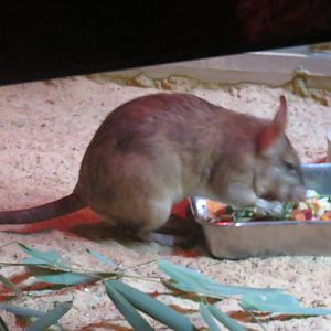 Small Mammal House - Malagasy Giant Jumping Rat