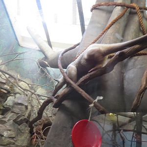 Small Mammal House - Aardvark - Yea not really