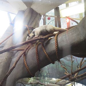 Small Mammal House - Aardvark - Yea not really