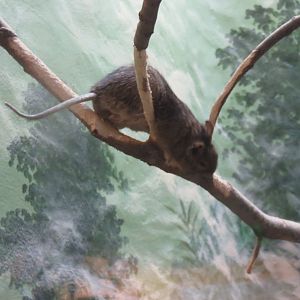 Small Mammal House - Degu
