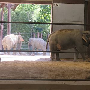 Asia Trail - Asian Elephant