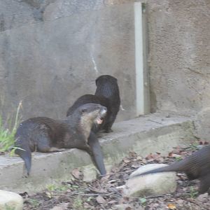 Asia Trail - Asian Small Clawed Otter