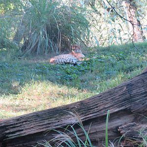 Cheetah  Conservation Station - Cheetah