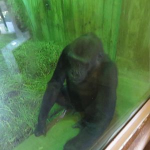 Great Ape House - Western Lowland Gorilla