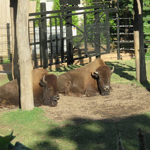 National Zoo - American Bison