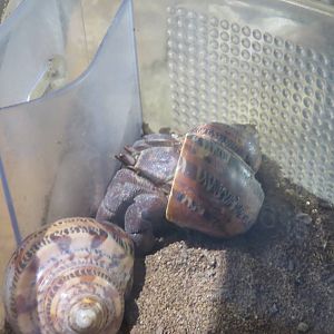 Think Tank - Land Hermit Crab