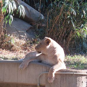 Great Cats - African Lion