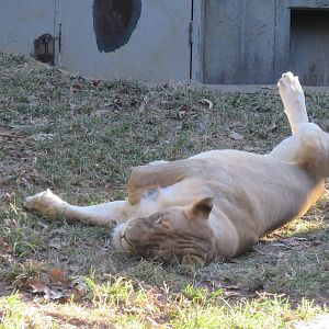 Great Cats - African Lion