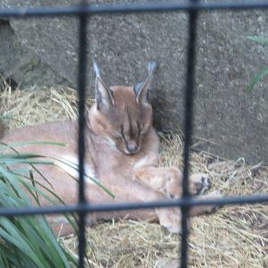 Great Cats - Caracal