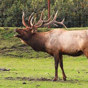 Elk