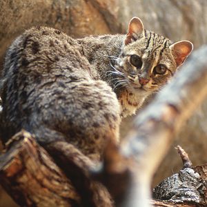 leopard cat subspecies?