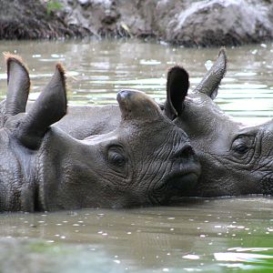 Indian Rhinos @ Chester; 15.09.2015