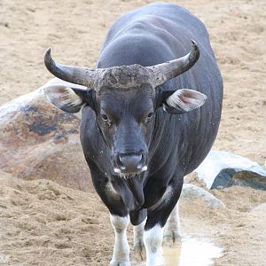 Banteng @ Chester; 15.09.2015