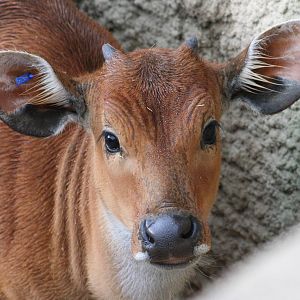 Banteng calf @ Chester; 15.09.2015