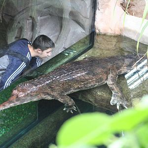 False Gharial @ Chester; 15.09.2015