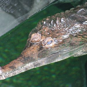 False Gharial @ Chester; 15.09.2015