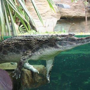 False Gharial @ Chester; 15.09.2015