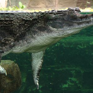 False Gharial @ Chester; 15.09.2015