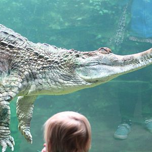 False Gharial @ Chester; 15.09.2015