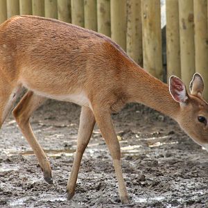 female Brow-antlered Deer @ Chester; 15.09.2015
