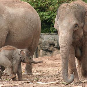Asian Elephants and calf @ Chester; 15.09.2015