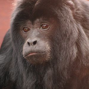 male Black Howler Monkey @ Chester; 15.09.2015