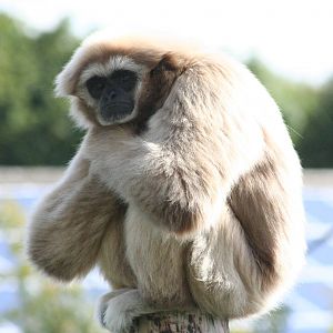 sulky Gibbon @ Chester; 15.09.2015