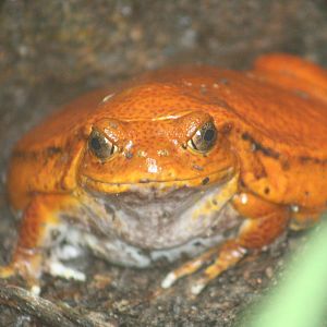 False Tomato Frog @ Chester; 15.09.2015