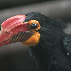 female Writhed Hornbill @ Chester; 15.09.2015