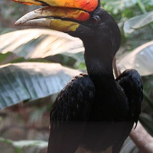 male Javan Rhinoceros Hornbill @ Chester; 15.09.2015