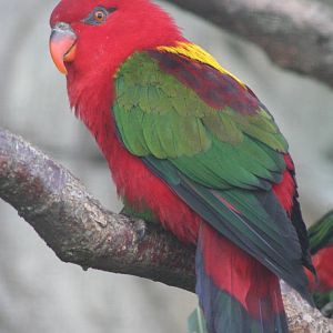 Yellow-backed Chattering Lory @ Chester; 15.09.2015