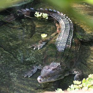 False Gharial @ Chester; 15.09.2015
